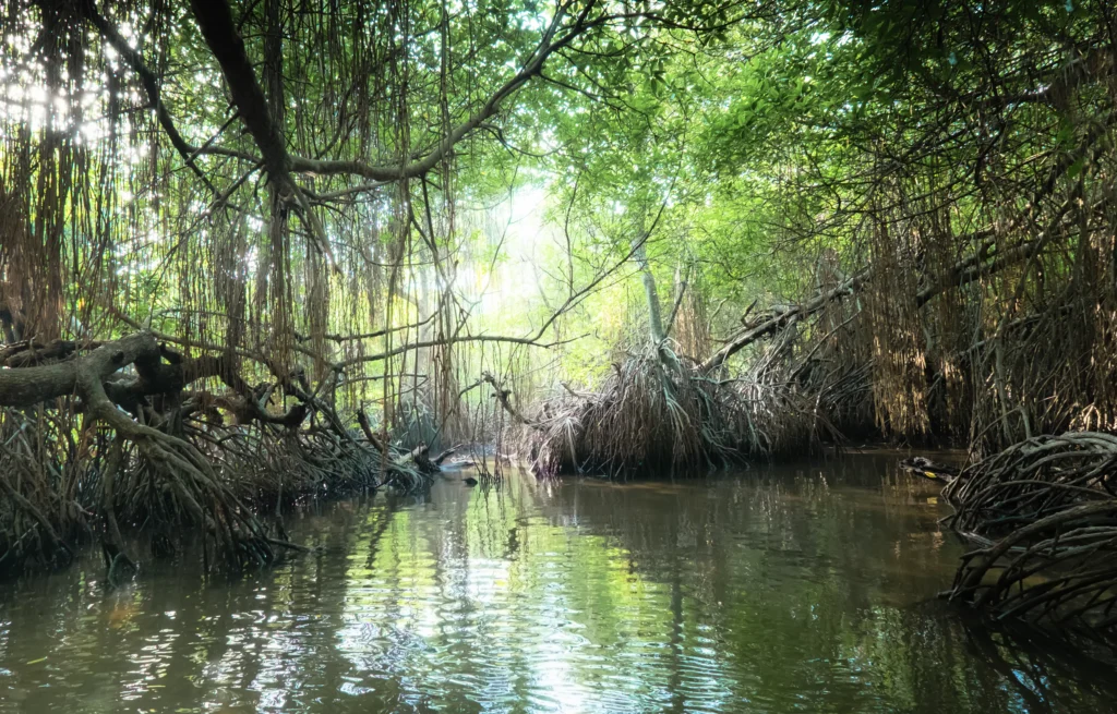 Safeguarding Protected Mangroves: Harbo Boom in Action During the Repsol Peru Spill