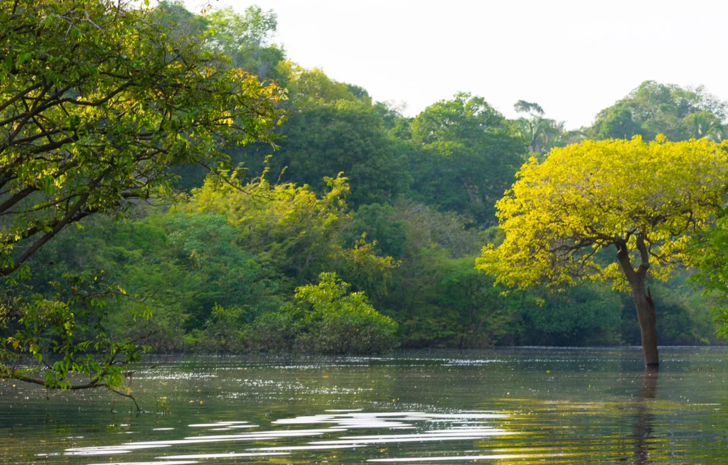 Protecting Ecuador’s Rivers and Mangroves: Harbo Boom Deployed after Pipeline Disaster